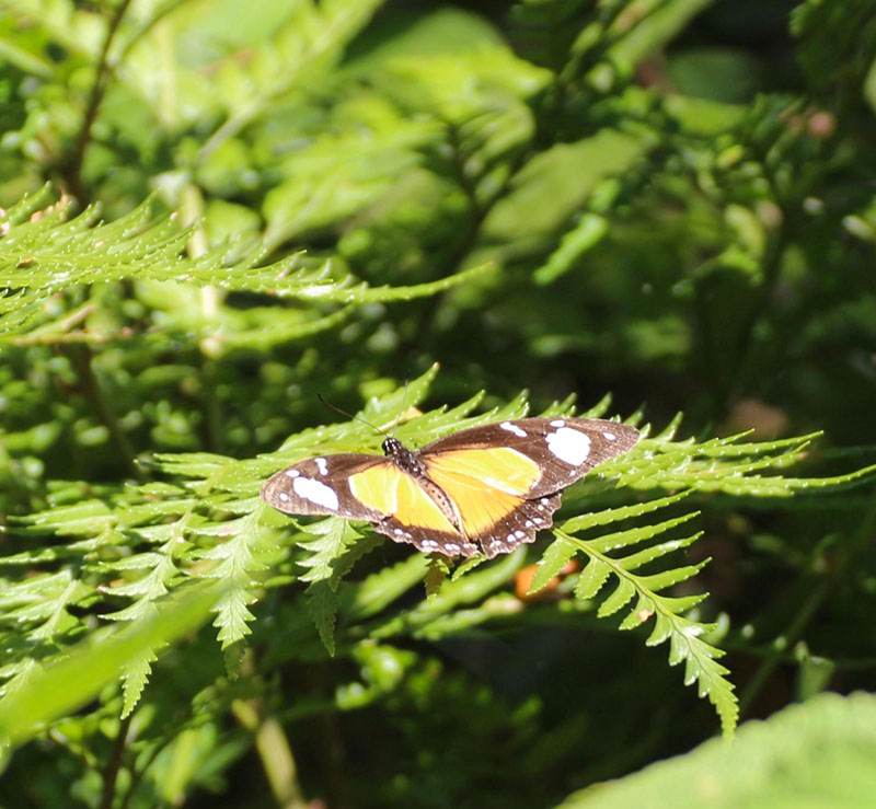 Woodville Forest Walk